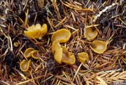 Otidea concinna